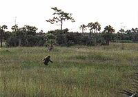 SkunkApe.jpg