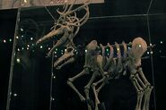 Reindeer close up