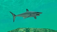 Shortfin Mako Shark