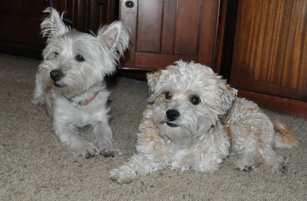 The Odd1sout's Dogs | TheOdd1Sout Wiki | Fandom