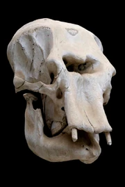 ElephantSkull