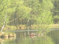 See im Naturschutzgebiet