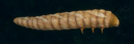 Bred worm