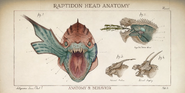 Raptidon Head Anatomy