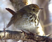 A thrush
