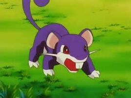 Rattata