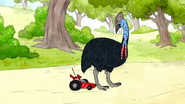 S6E24.117 RC Car Bumping into the Cassowary