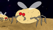 S8E09.081 Potato Bug