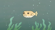 S4E12.174 Pufferfish