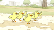 S4E19.61 Baby Ducks Begin to Fight