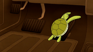 S6E15.229 Baby Sea Turtles on the Accelerator