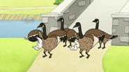 Geese3