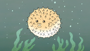 S4E12.175 A Puffing Pufferfish