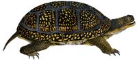Yangchuanosaurus Turtle