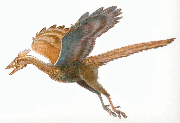 Conheça o Archaeopteryx: o elo perdido entre aves e répteis