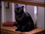 Salem Saberhagen (593 KB) Salem Saberhagen