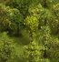 Hardwoodforest.jpg