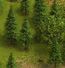Pineforest.jpg