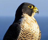 Peregrine Falcon