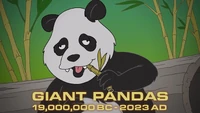 最后两只大熊猫