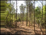 The photo of Slender Man in the forest.