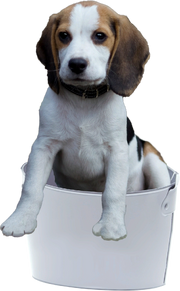Puppy