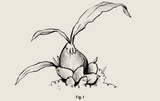 1-objects-orchid
