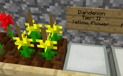 Dandelioncrossbreed