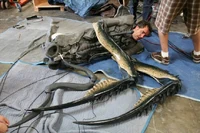 590578379e48351f0360ada38f58abfe.jpg (62 KB)