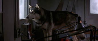 Norwegian dog imitation infiltrates Outpost 31, The Thing (1982).