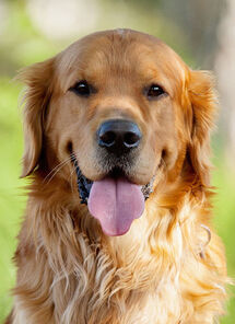 Golden Retriever as Fleetfoot