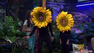 Max and Billy Sunflower