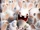 Rabbids