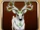 Deer (Ashan)