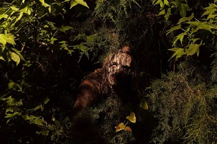 Twd-s10b-whisperer1-SHADOWS.jpg (159 kB)