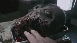 El Gobernador analizando la cabeza de una de las mascotas de Michonne.