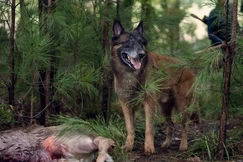 Twd-episode-1018-dog-seven.jpg (2 MB)
