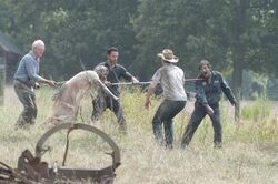 Jimmy ayudando a Hershel y Rick a trasportar a los caminantes.