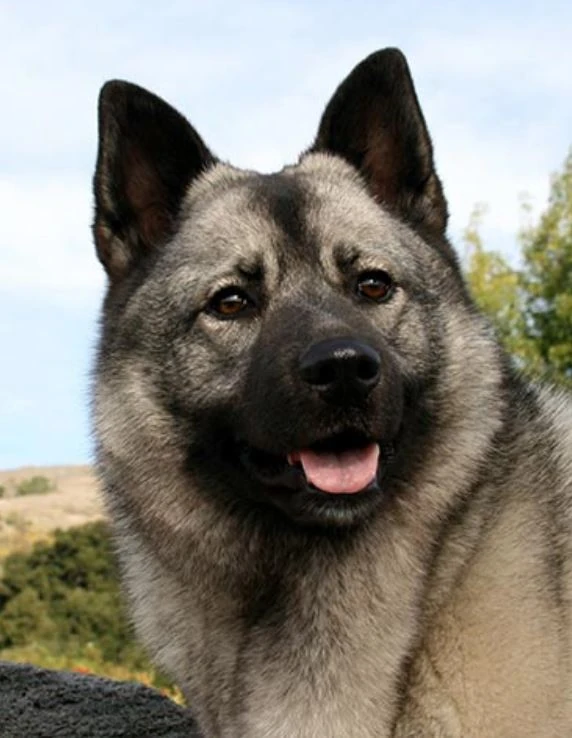 Купить Щенка Норвежской Лайки В Перми