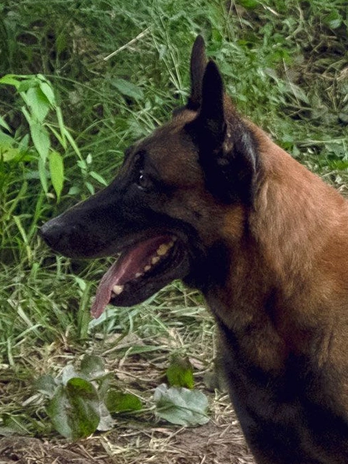 Brausekopf Du Zombie Wiki Fandom