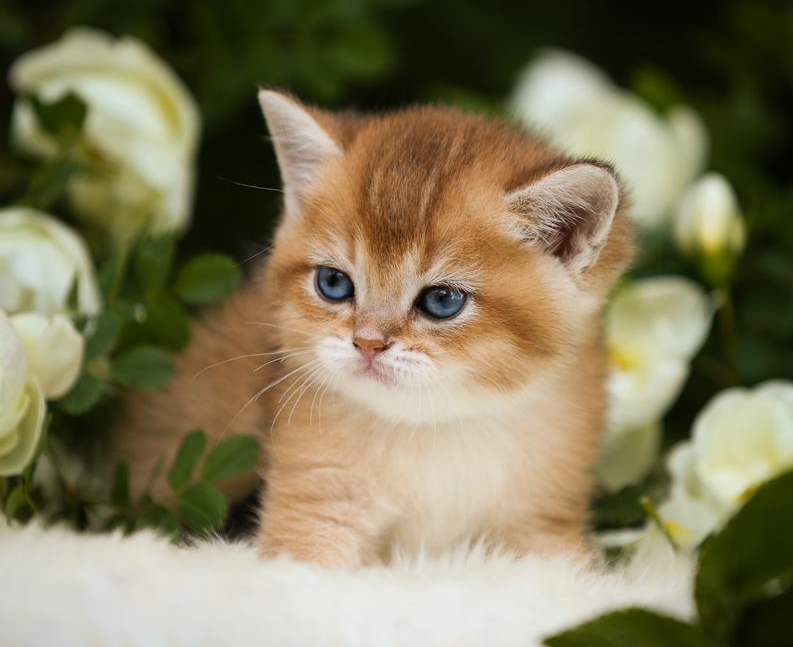 Красивые котята породы фото
