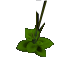 Northern herb.png