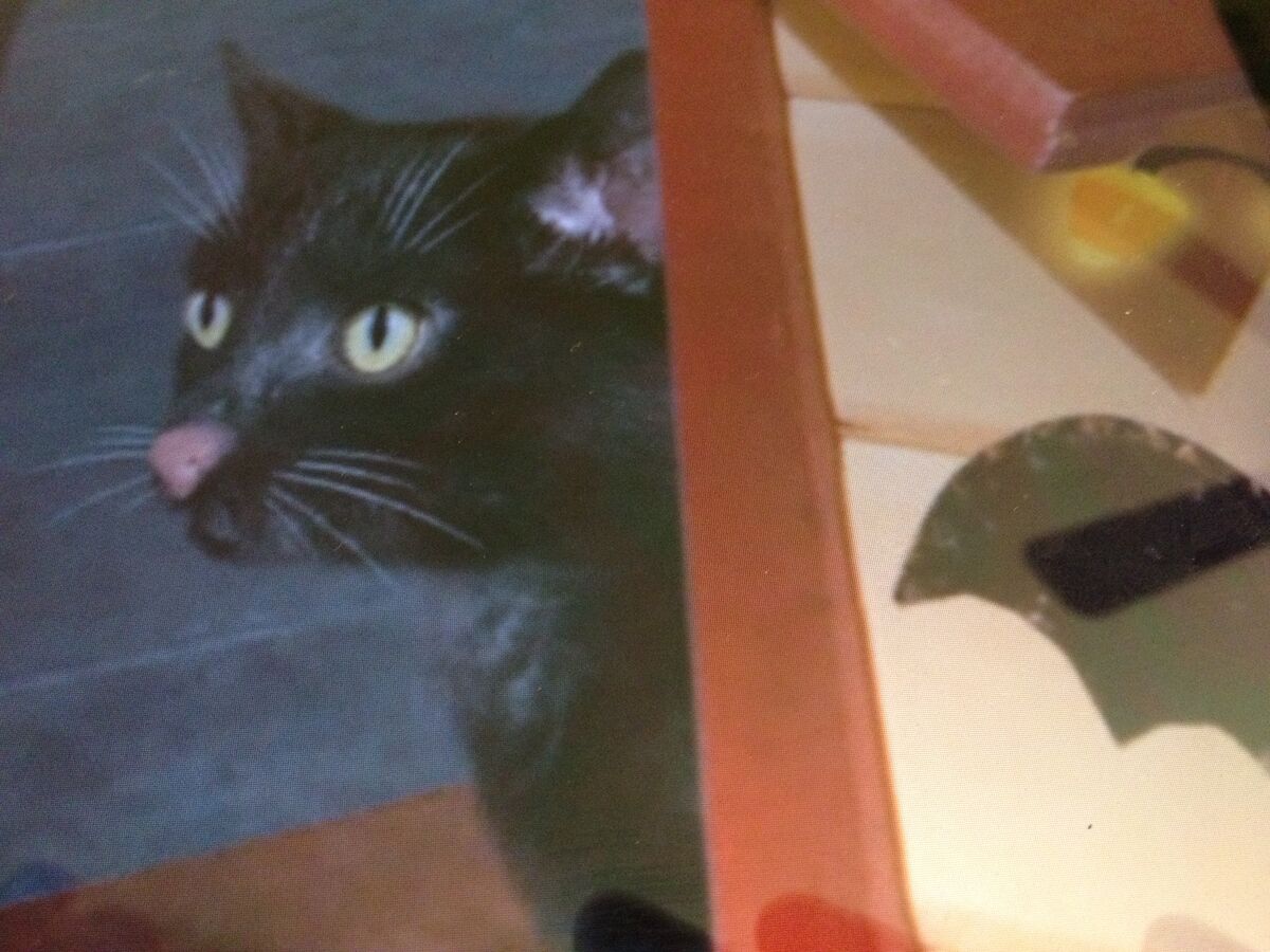 Save the Black Kitten! | Wonder Pets! Wiki | Fandom
