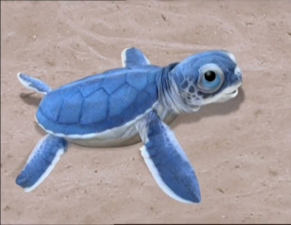 pet sea turtle