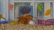Wonder Pets: In the City! Season 1 Save the Porcupine/Save the Runaway Egg! | Save the Mountain Lion!/Save the Baby Chick!
