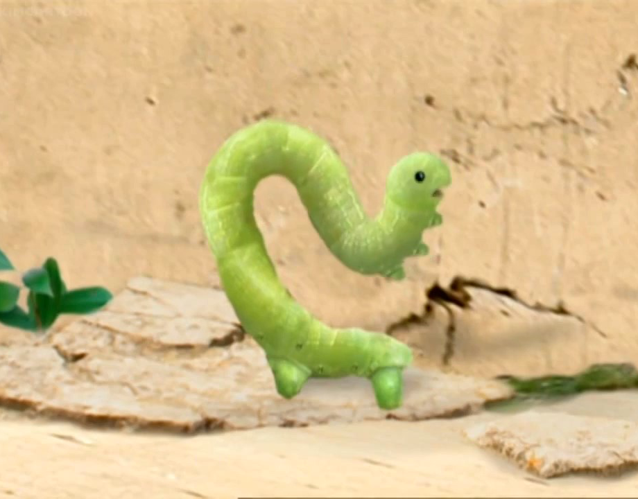 green inchworms