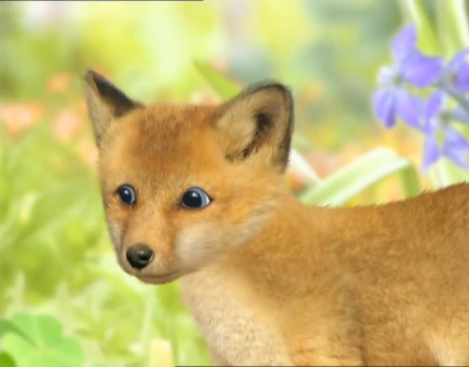 baby red fox pet