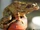 Common Frog