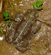 Natterjack Toad 2.jpg (302 KB) Natterjack Toad - Daniel Kane