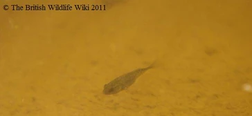 3-spined Stickleback - WWC Archives